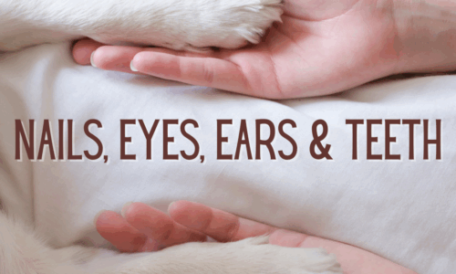 Nails, Eyes, Ears, and Teeth Bundle