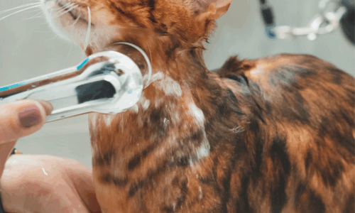 Cat Bathing 101